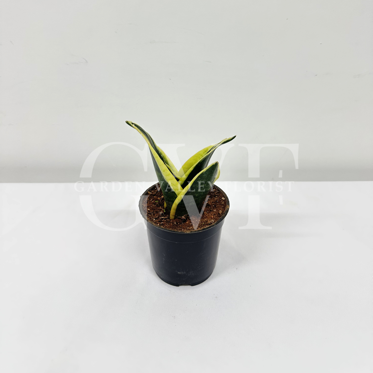 Milt Sensoberia Plant