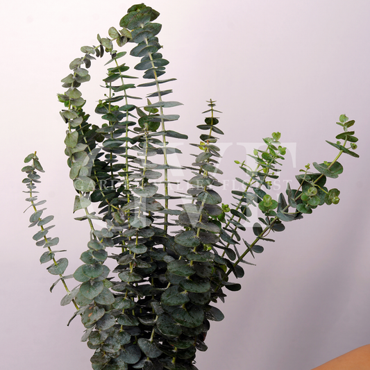 Euclyptus/Baby Dollar