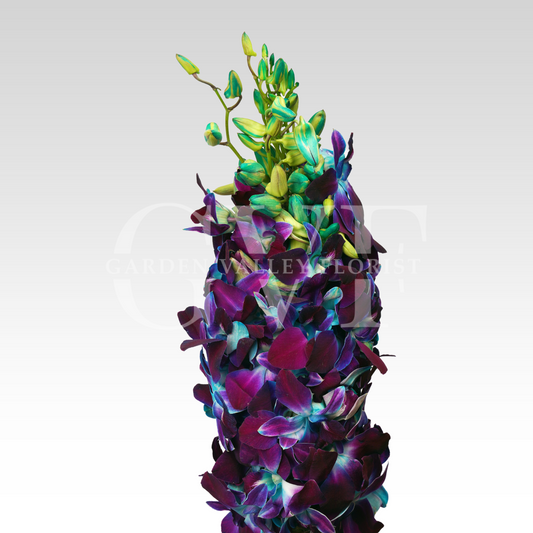 Blue Orchids - Bangkok Quality