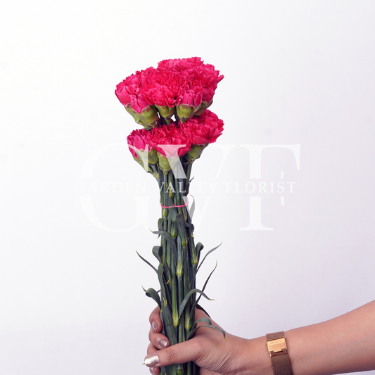 Dark Pink Carnations