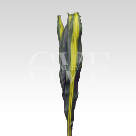 Green Dracena Leaves