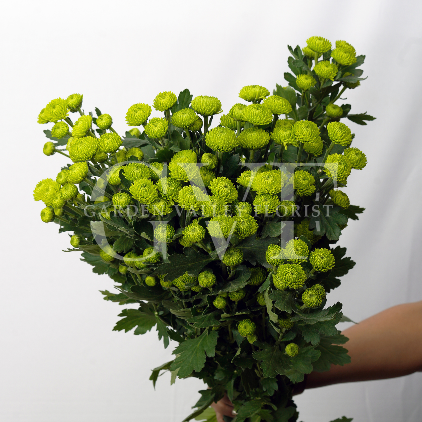 Button Chrysanthemum Elegance: Timeless Floral Beauty