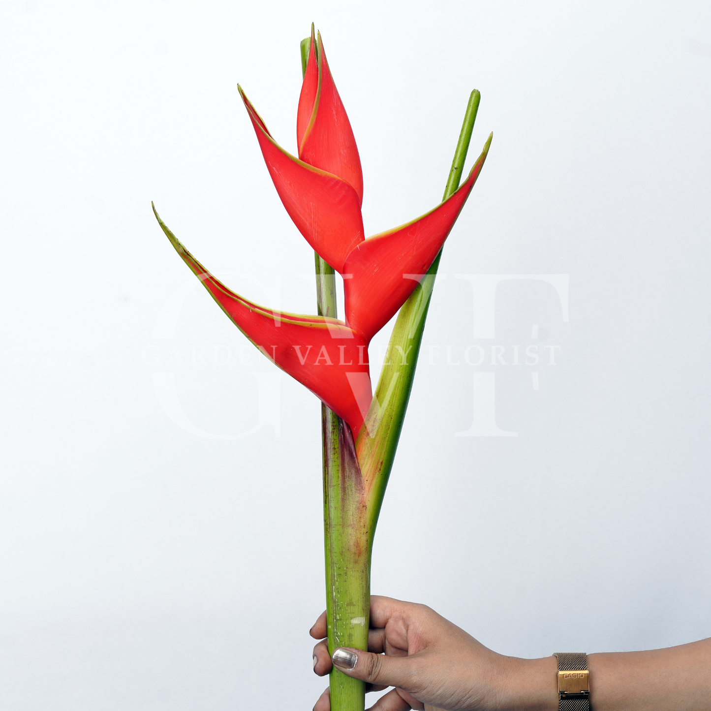 Heliconia