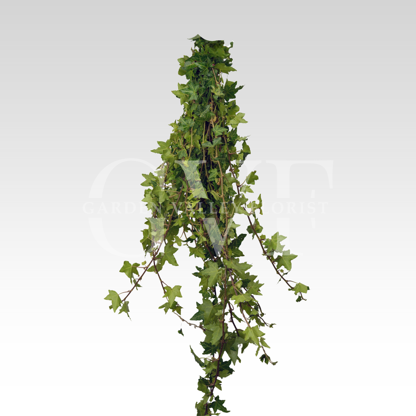 Ivy Leaves