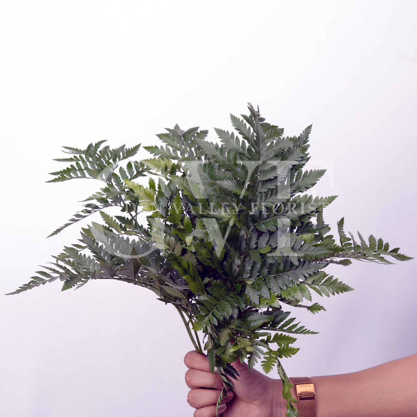 Leather Fern Leaves