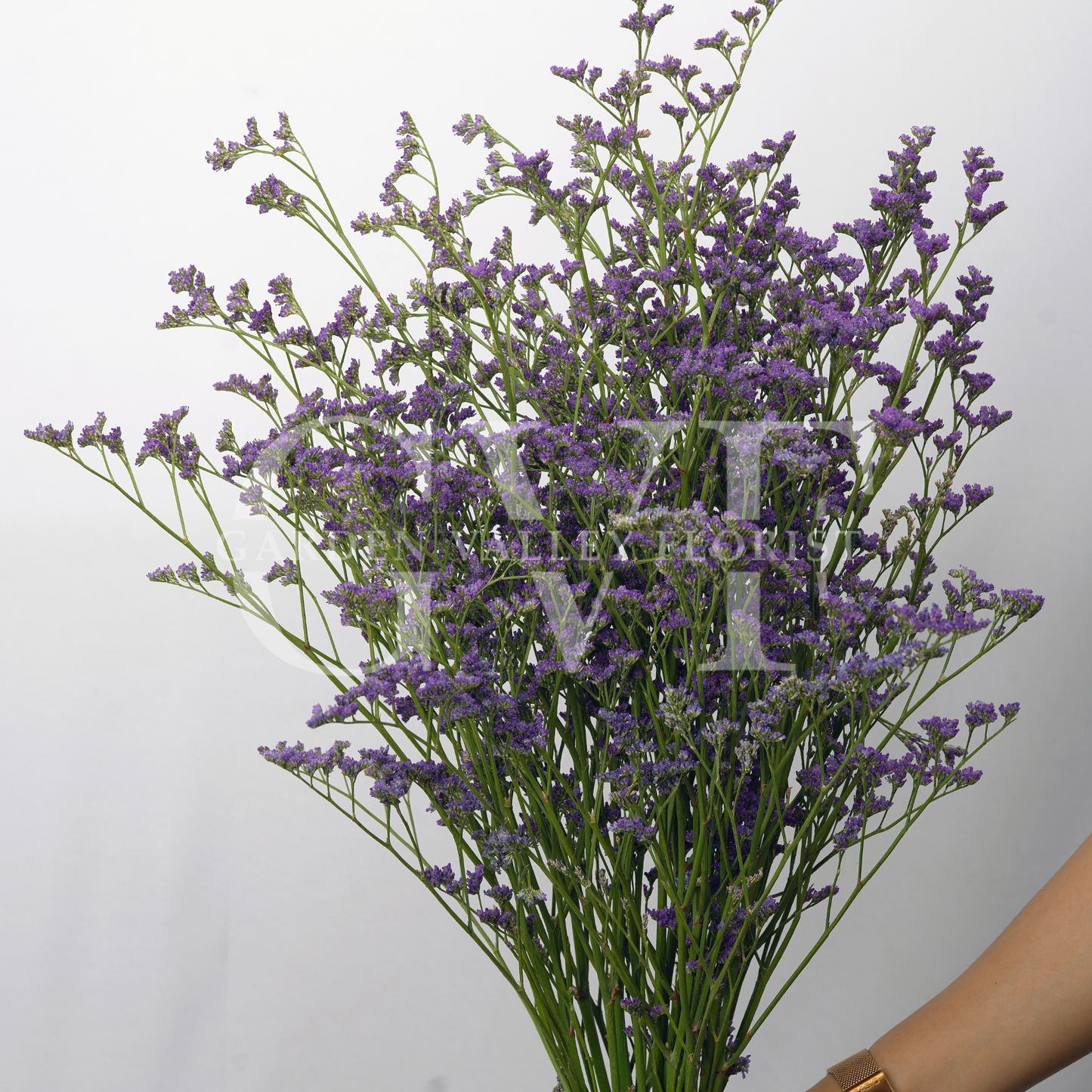 Limonium: Whimsical Beauty & Lasting Charm