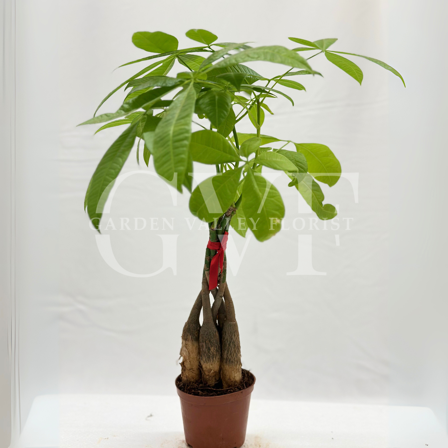 Money Tree