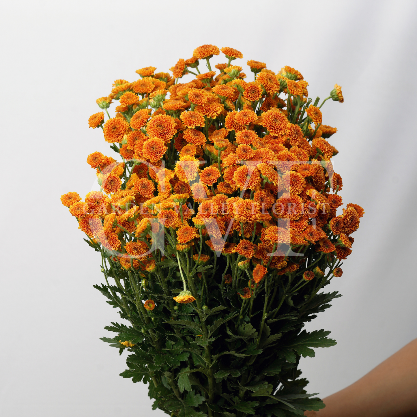 Button Chrysanthemum Elegance: Timeless Floral Beauty