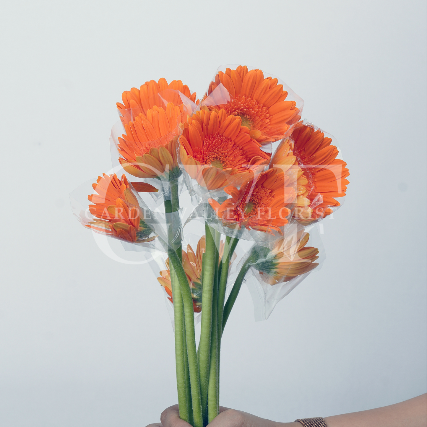 Orange Gerbera: Vibrant Energy & Warmth