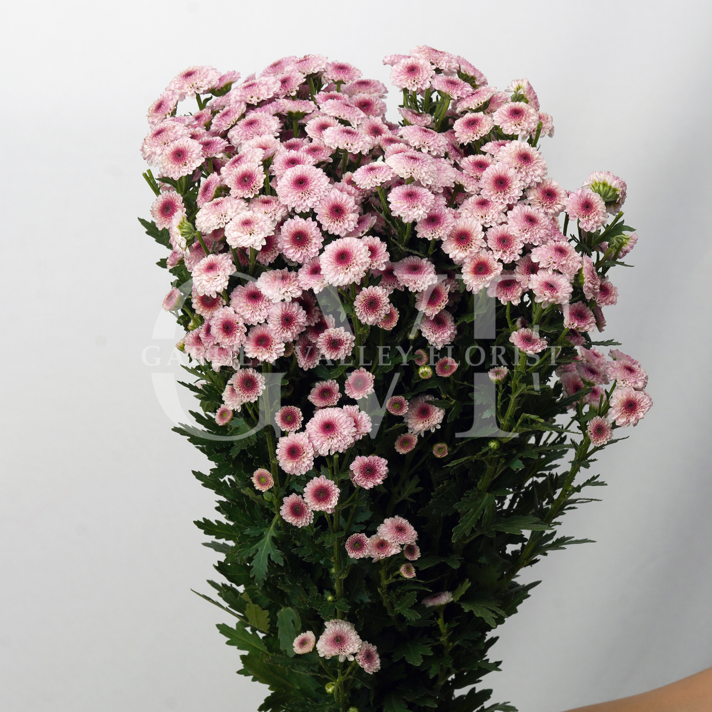 Button Chrysanthemum Elegance: Timeless Floral Beauty