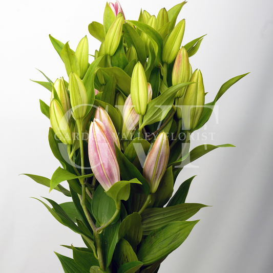 Oriental Lily
