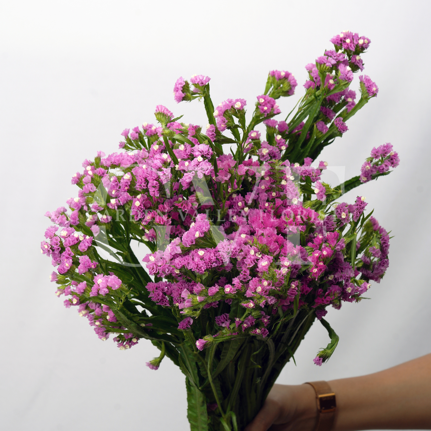 Statice Flower