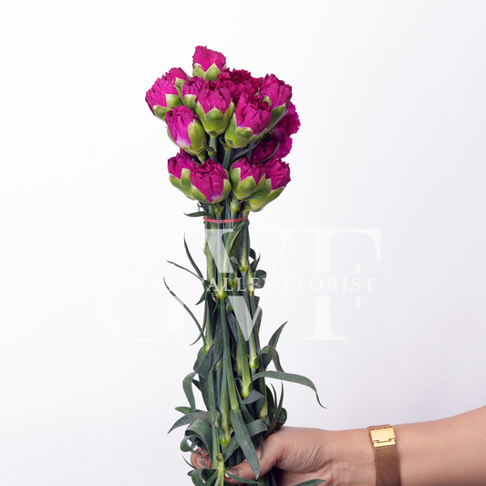 Purple Carnations
