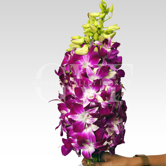 Purple Orchids - Bangkok Quality