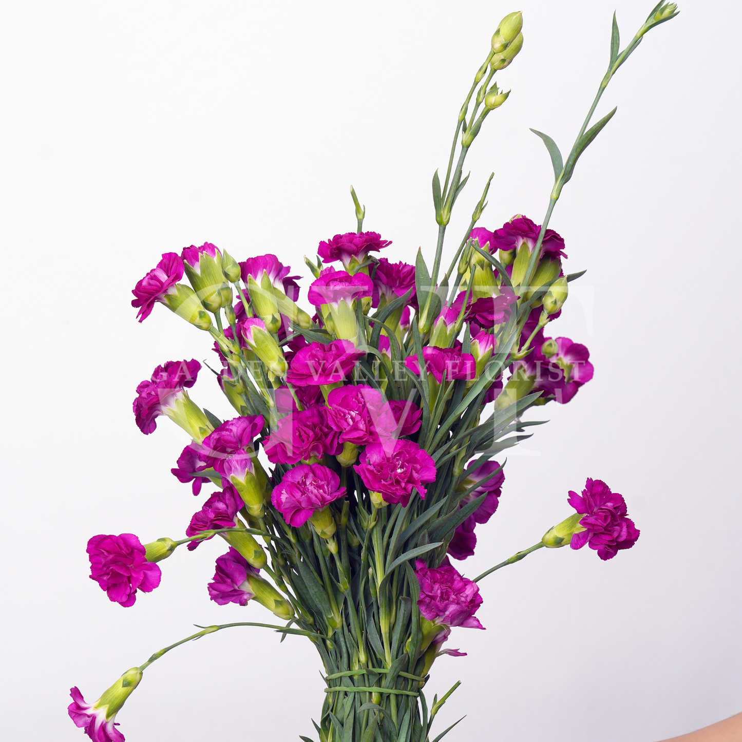 Spray Carnations
