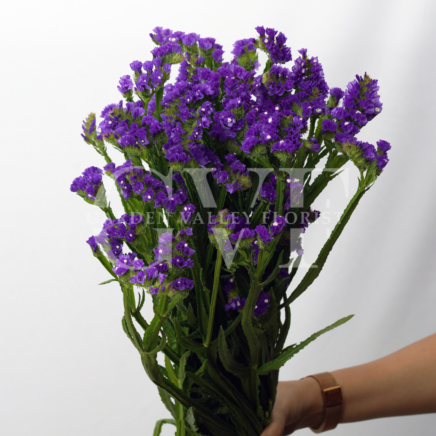 Statice Flower