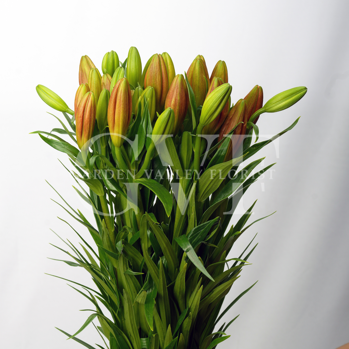 Asiatic Lily