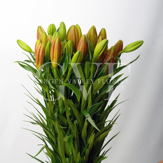 Asiatic Lily