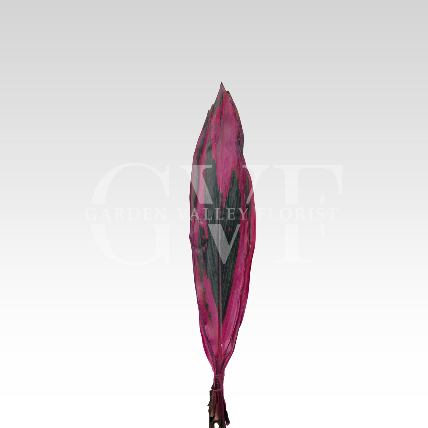 Red Dracena Leaves