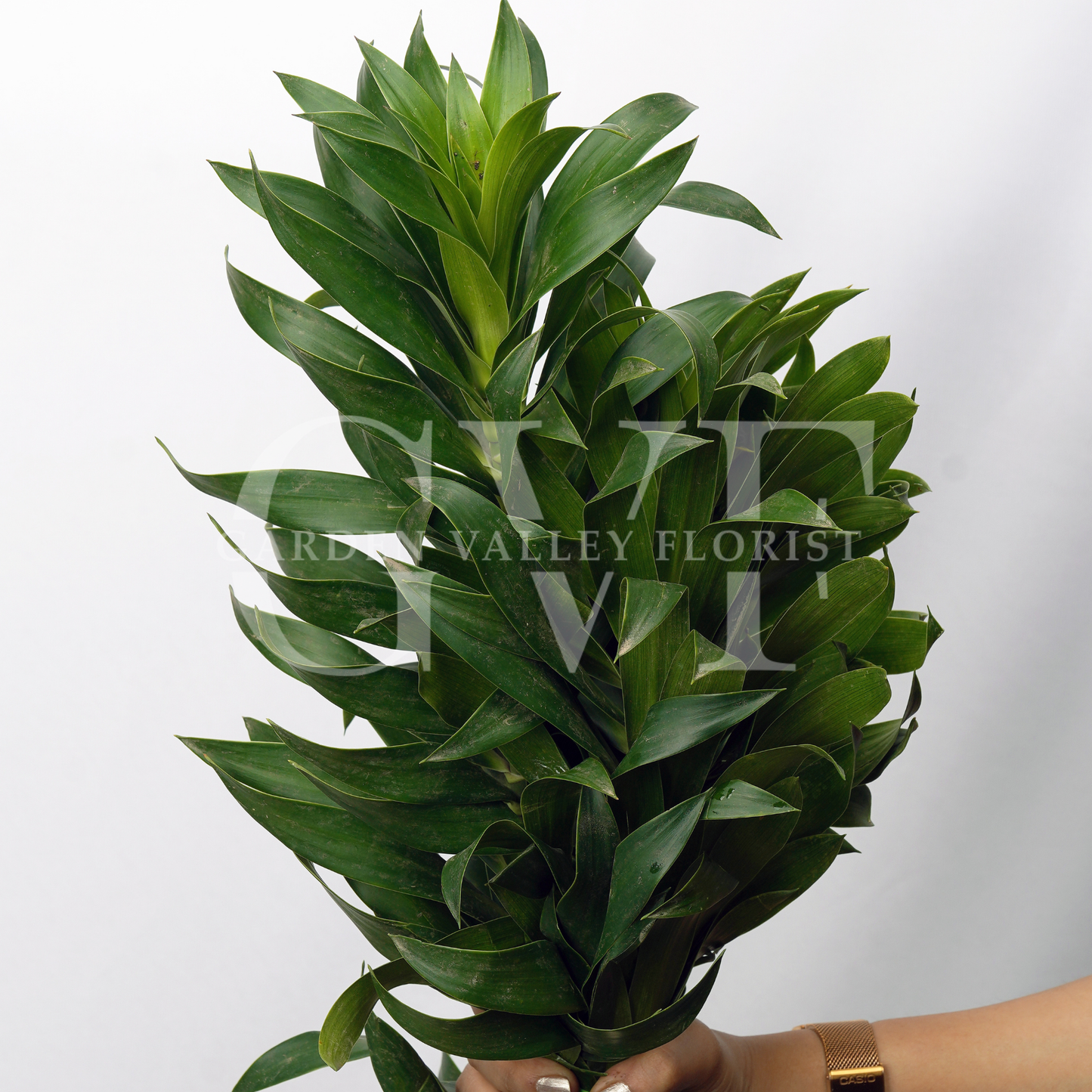 Song Of Jamaica Leaves