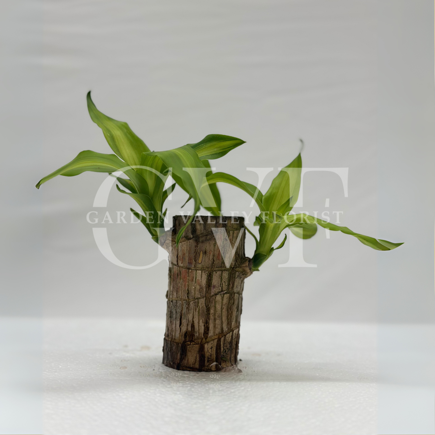 Brazilian Bamboo Plant