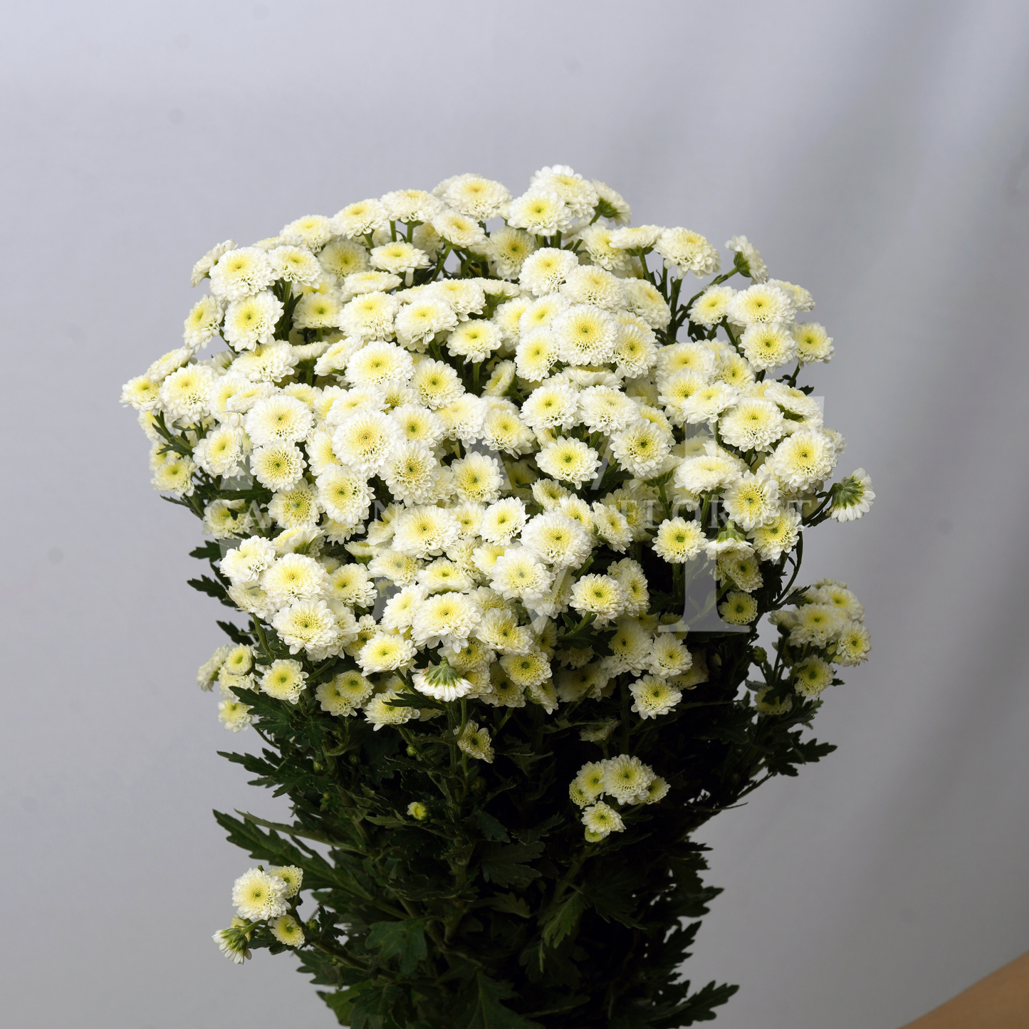 Button Chrysanthemum Elegance: Timeless Floral Beauty