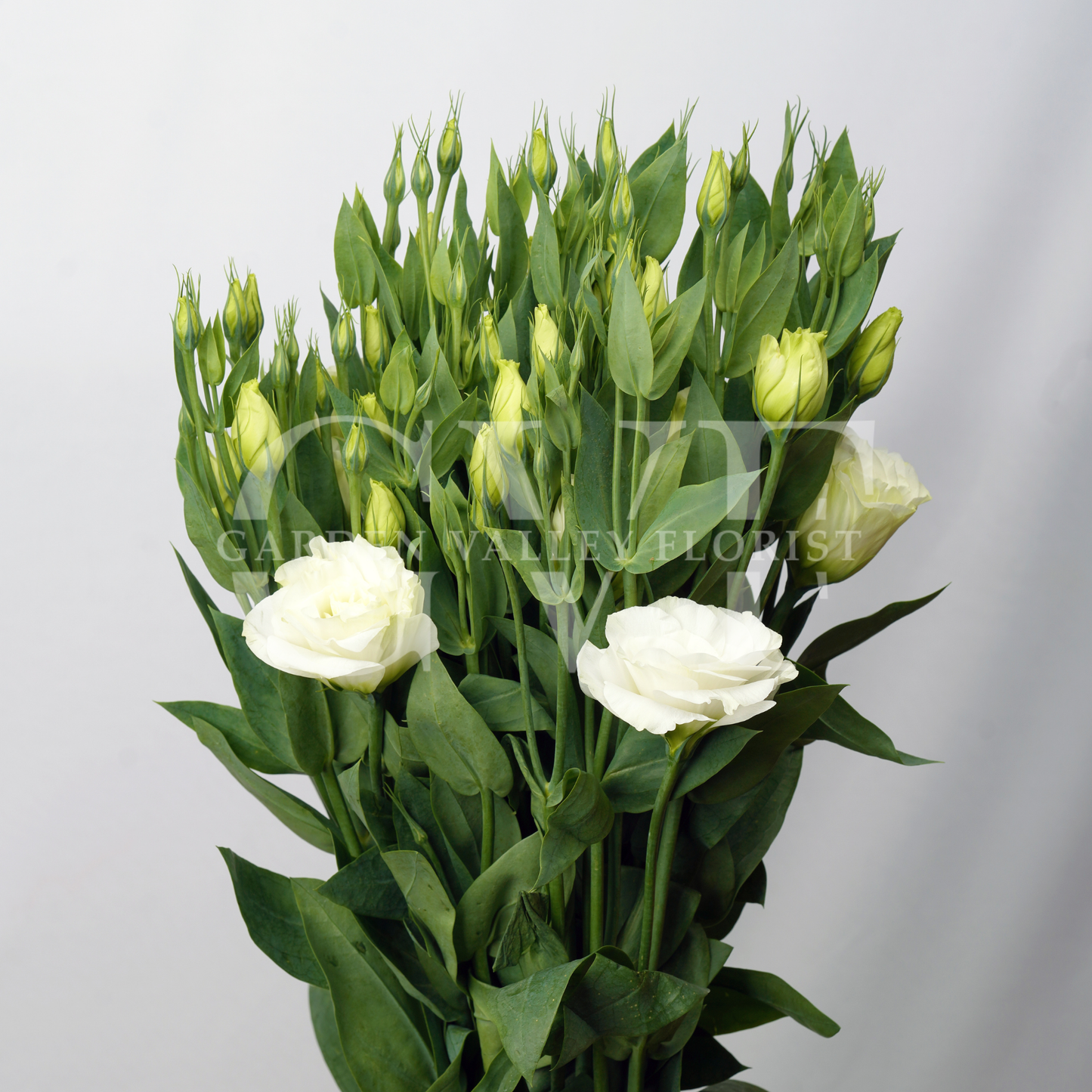 Lisianthus (Astoma): Delicate Beauty & Timeless Grace