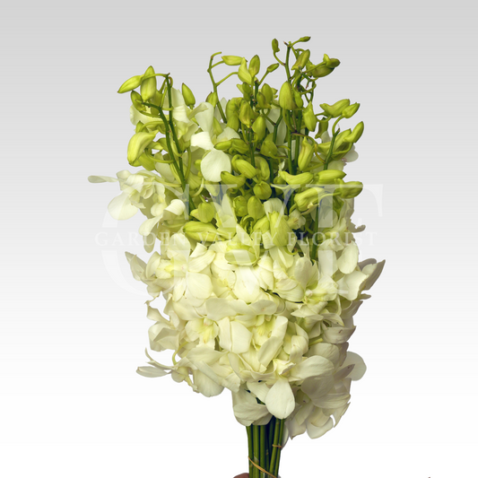 White Orchids - Bangkok Quality