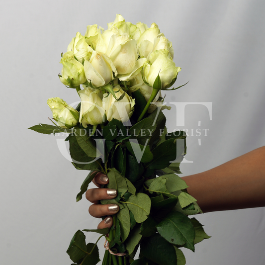 White Rose