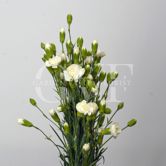 Spray Carnations