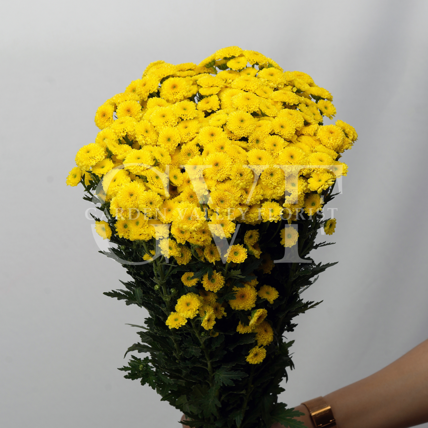 Button Chrysanthemum Elegance: Timeless Floral Beauty