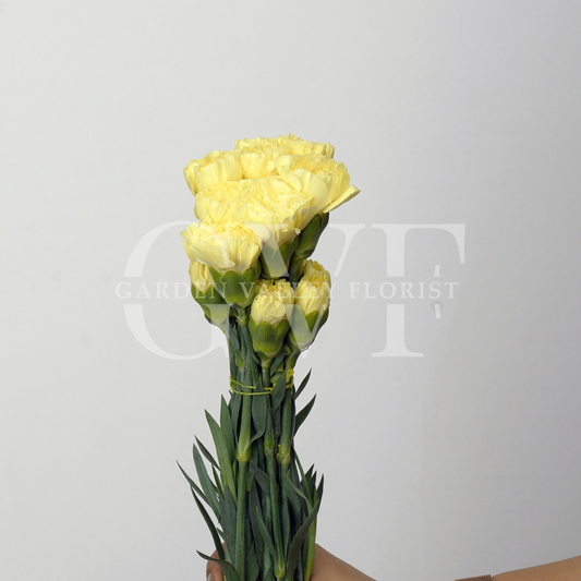 Yellow Carnations