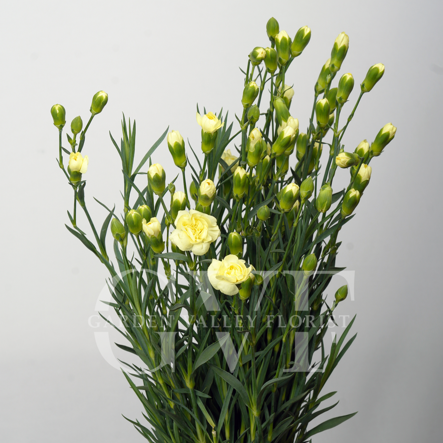 Spray Carnations