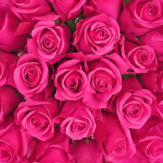 Dark Hot Pink Roses
