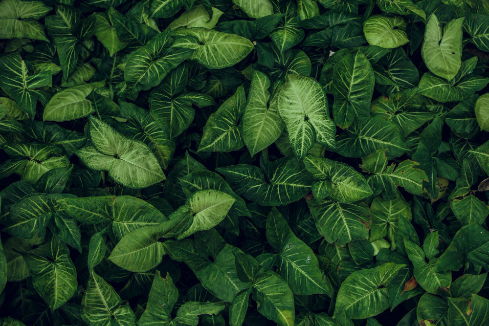 Foliages/Leaves