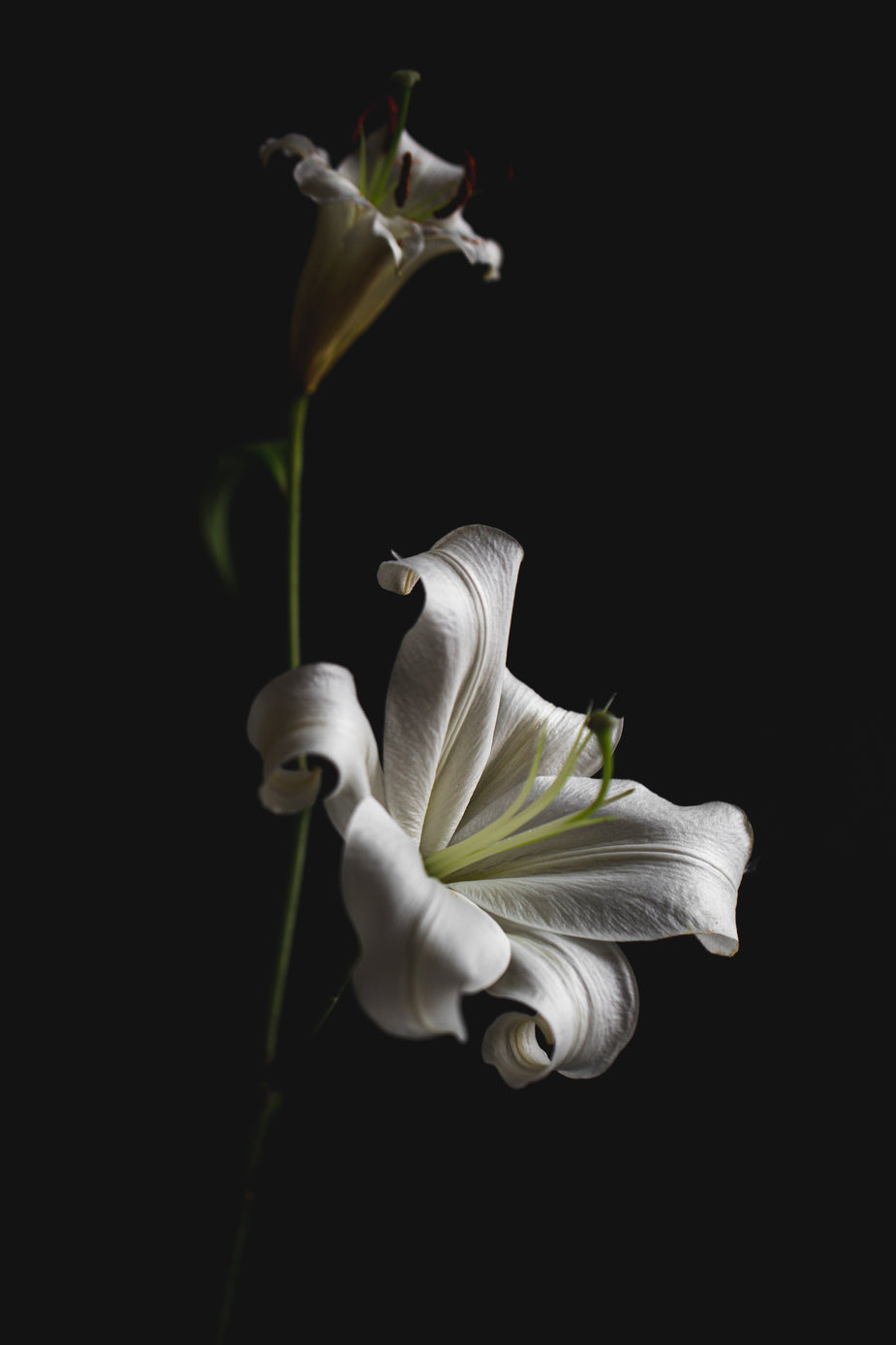 Lilies