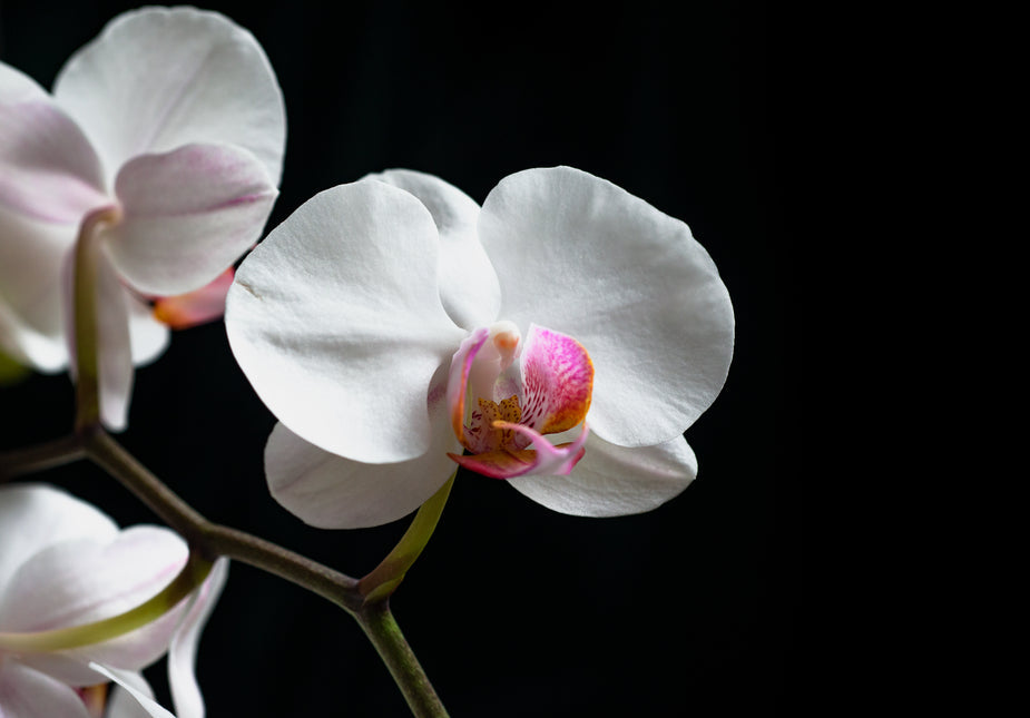Orchids