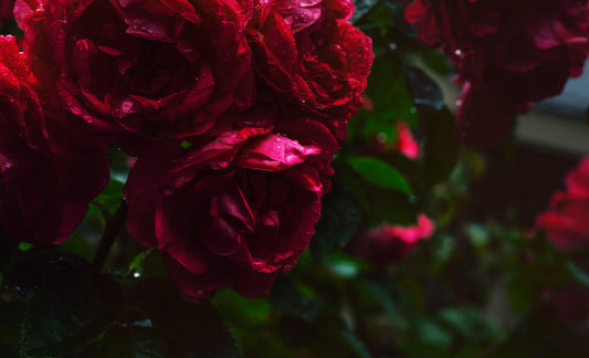 Carnations