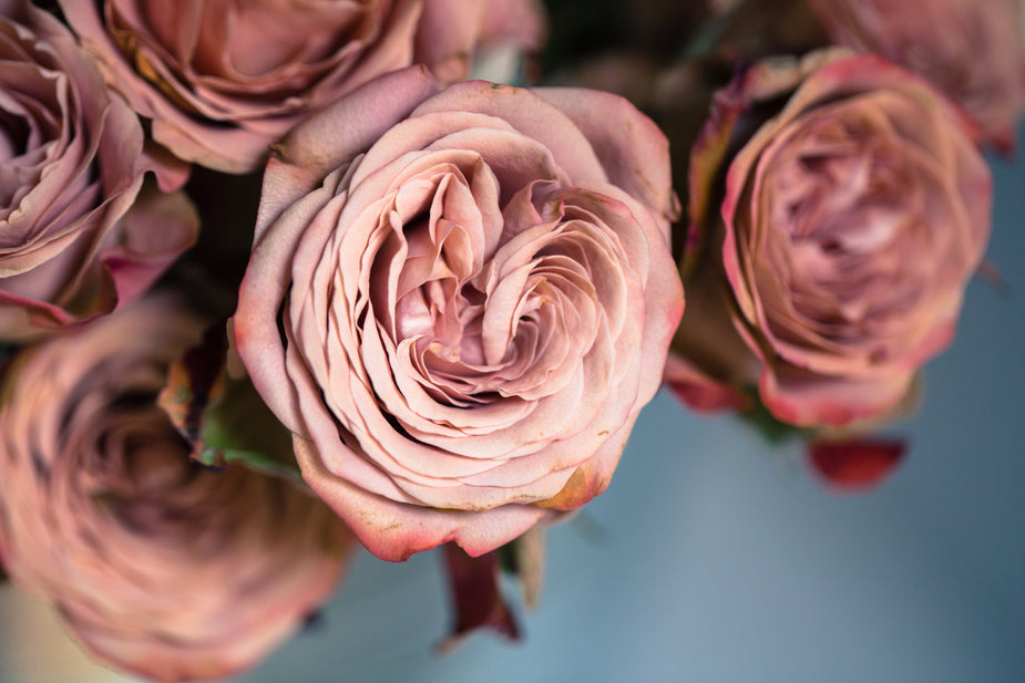 Roses