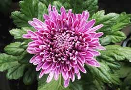 Chrysanthemums