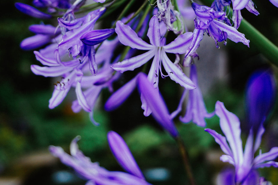 Filler Flowers