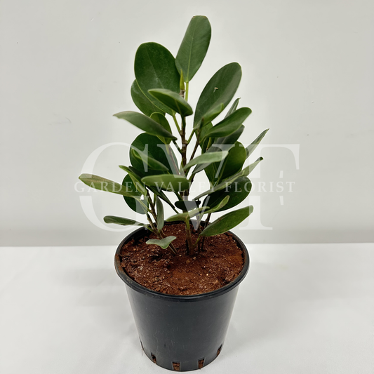 Ficus Compacta Plant