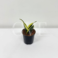 Milt Sensoberia Plant