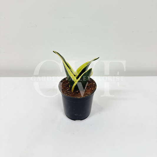 Milt Sensoberia Plant