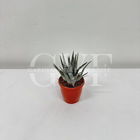 Zebra Haworthia Plant