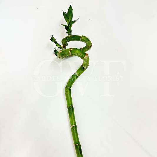 Spiral Bamboo Plant