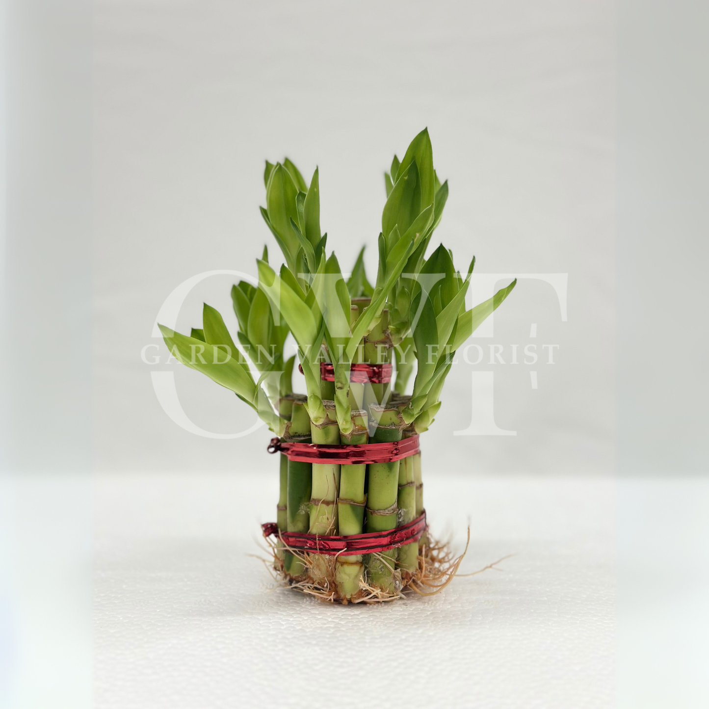 2 Layer Bamboo Plant