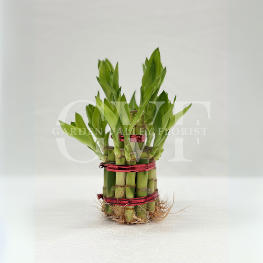 2 Layer Bamboo Plant