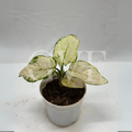 Aglaonema Plant