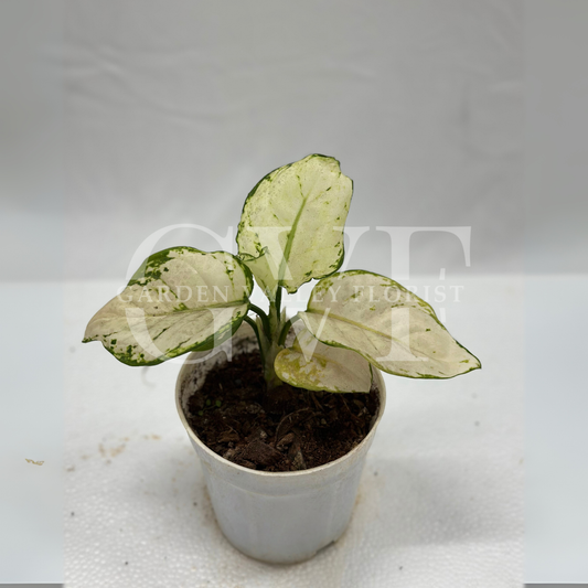 Aglaonema Plant